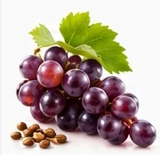 Grape Seed Extract ingredient illustration